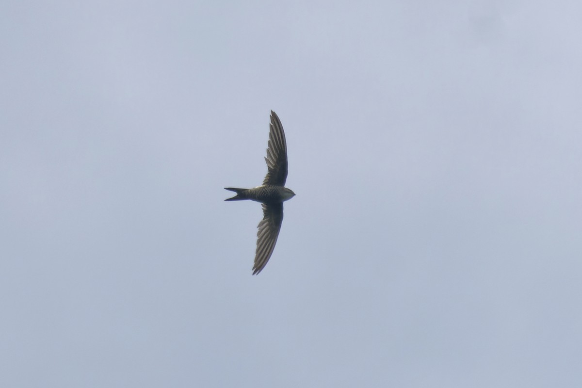 Pacific Swift - Kian Guan Tay