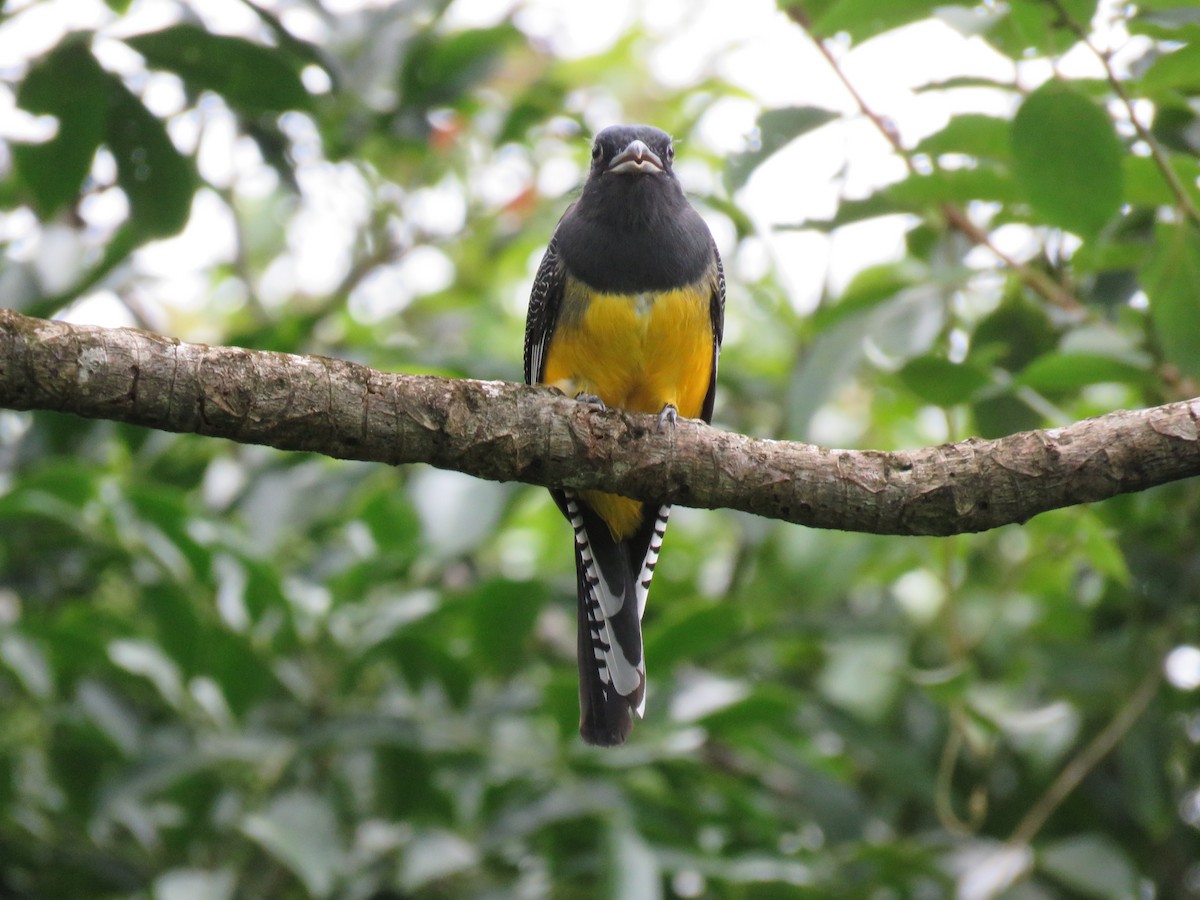 Gartered Trogon - ML38375851