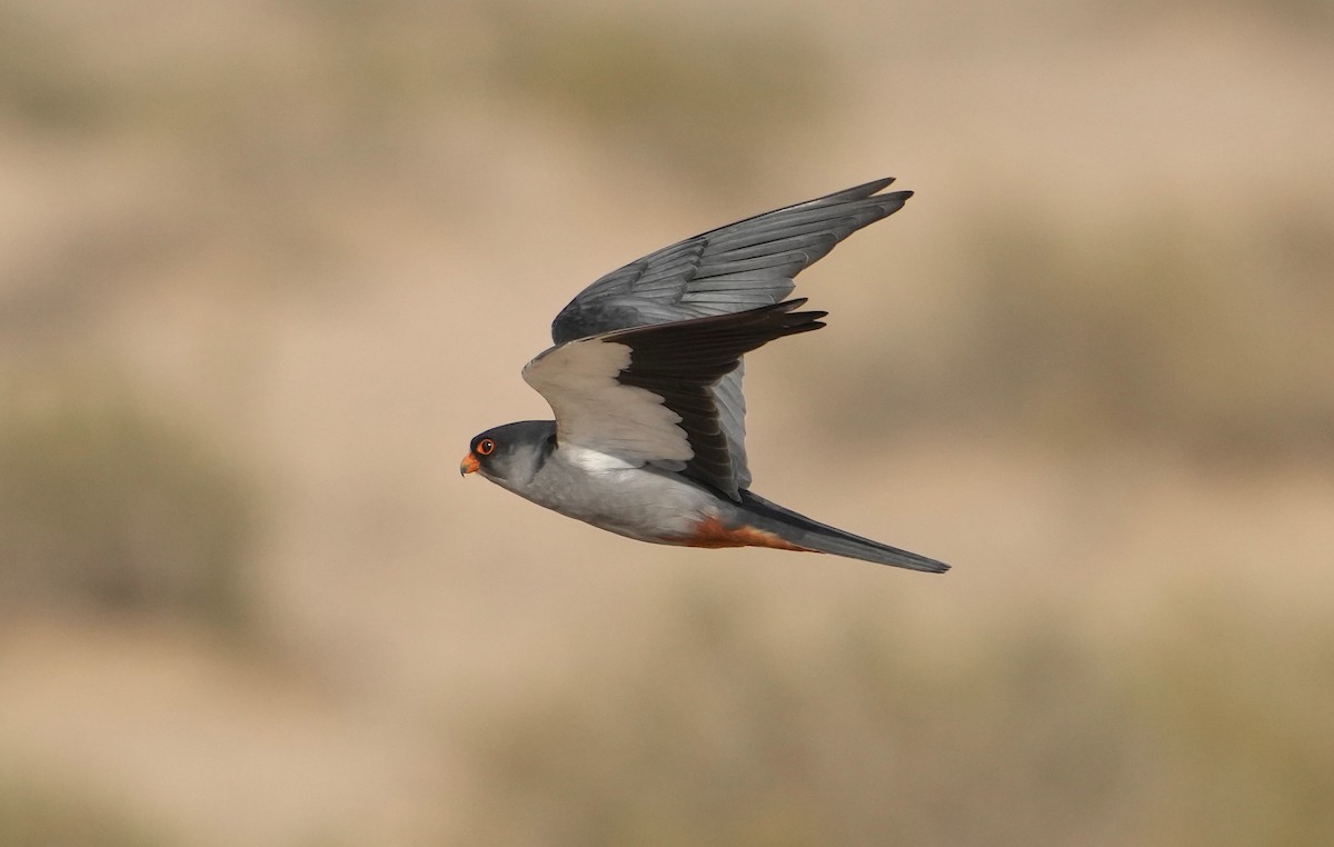 ML383759131 - Amur Falcon - Macaulay Library