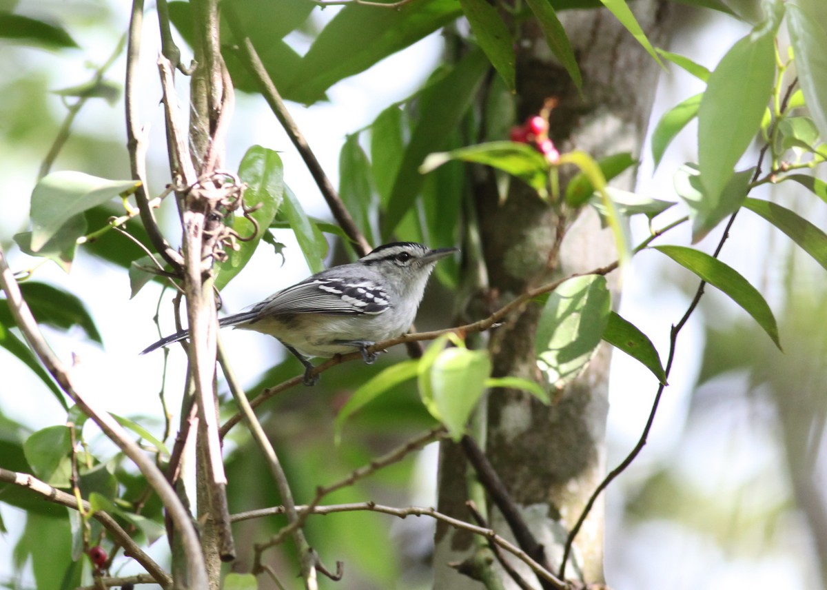 Black-capped Antwren - Scott (瑞興) LIN(林)