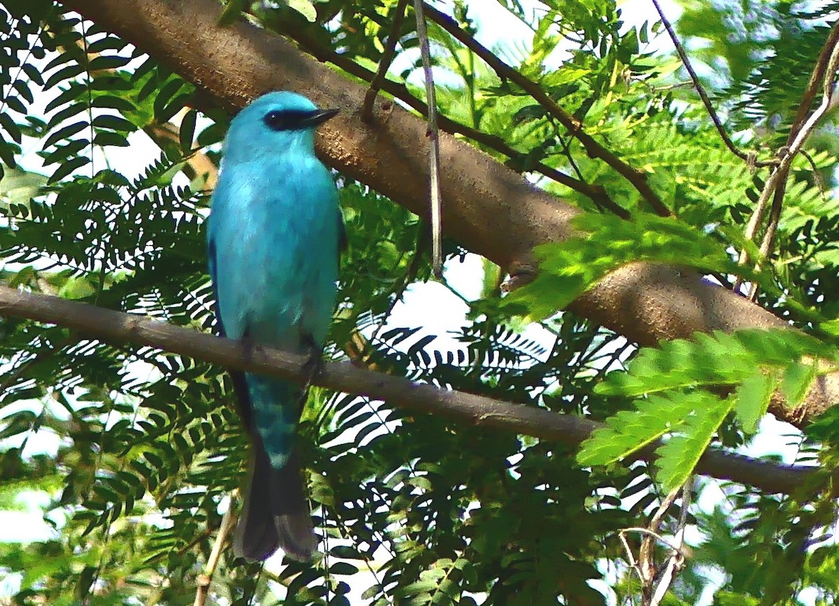 Verditer Flycatcher - ML383762141