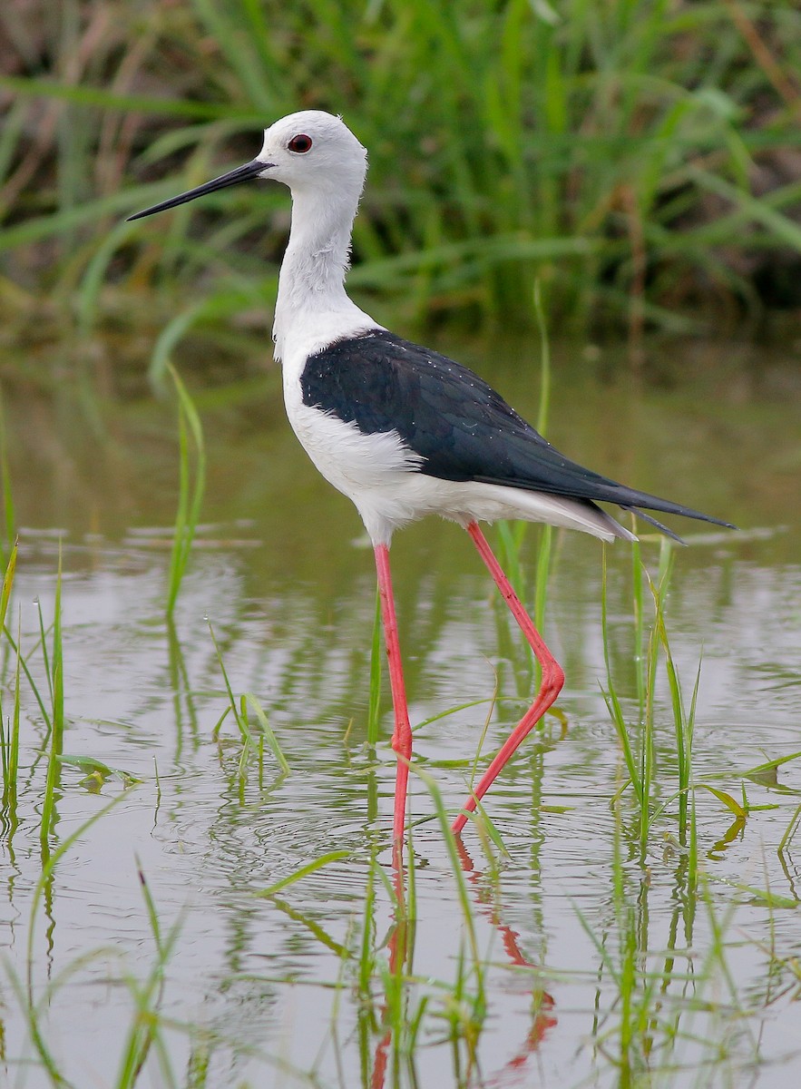 Black-winged Stilt - ML383763221