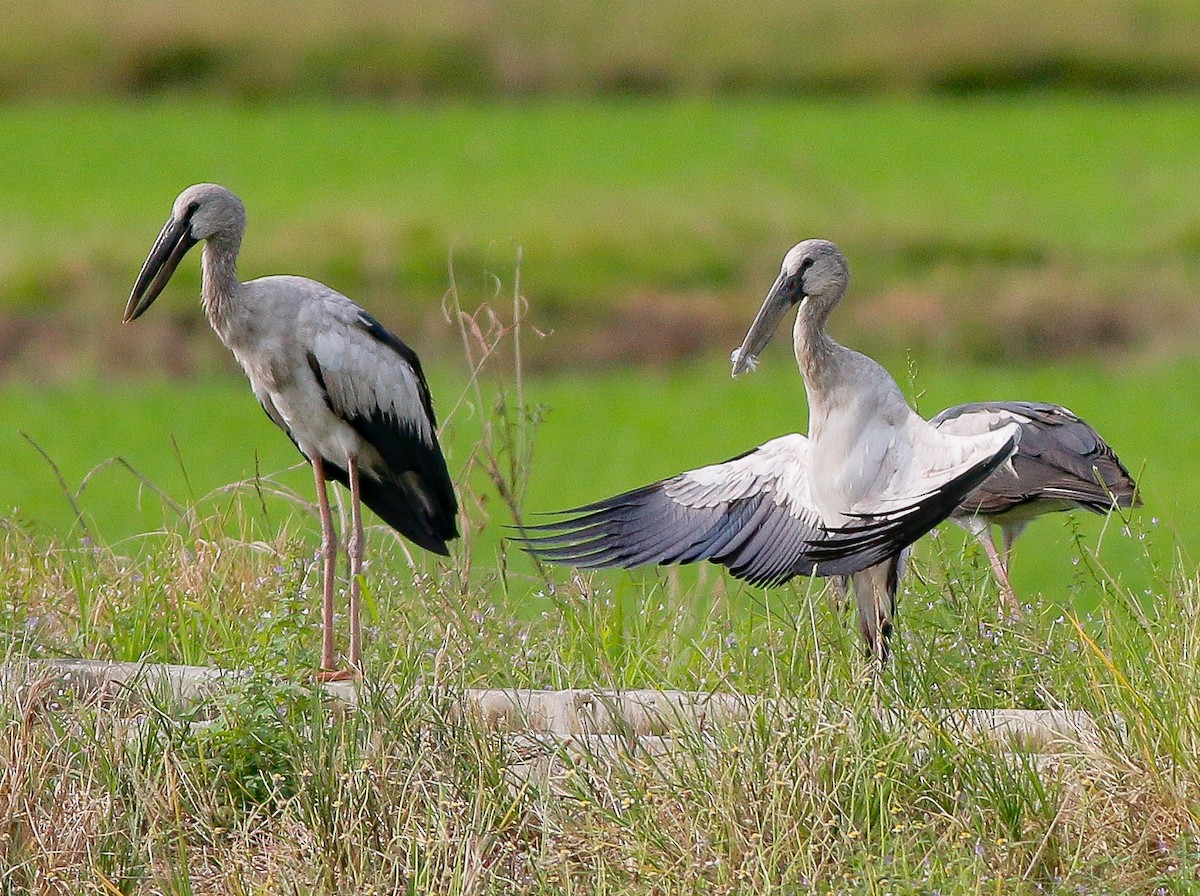 Asian Openbill - Neoh Hor Kee