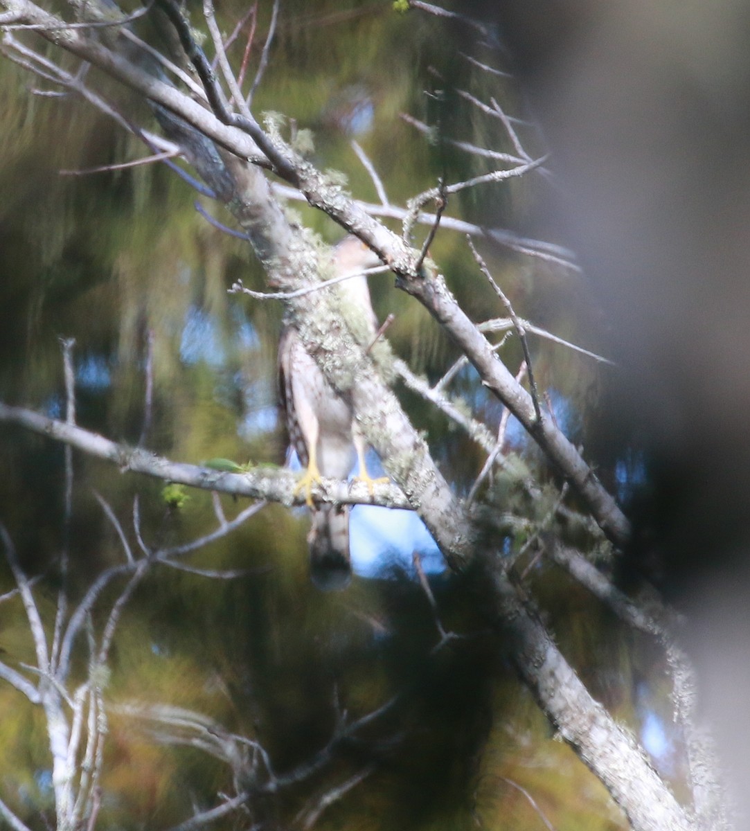 Cooper's Hawk - David Stejskal