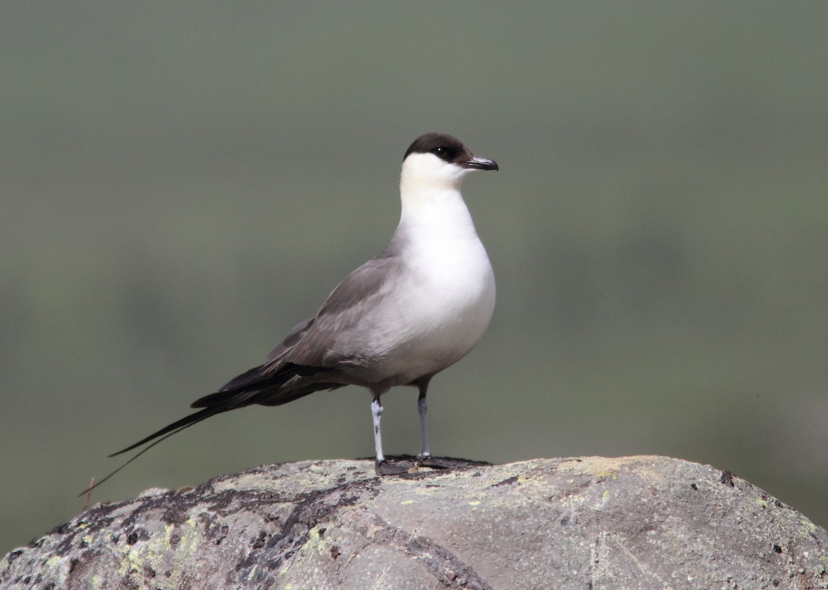 Long-tailed Jaeger - ML383763951