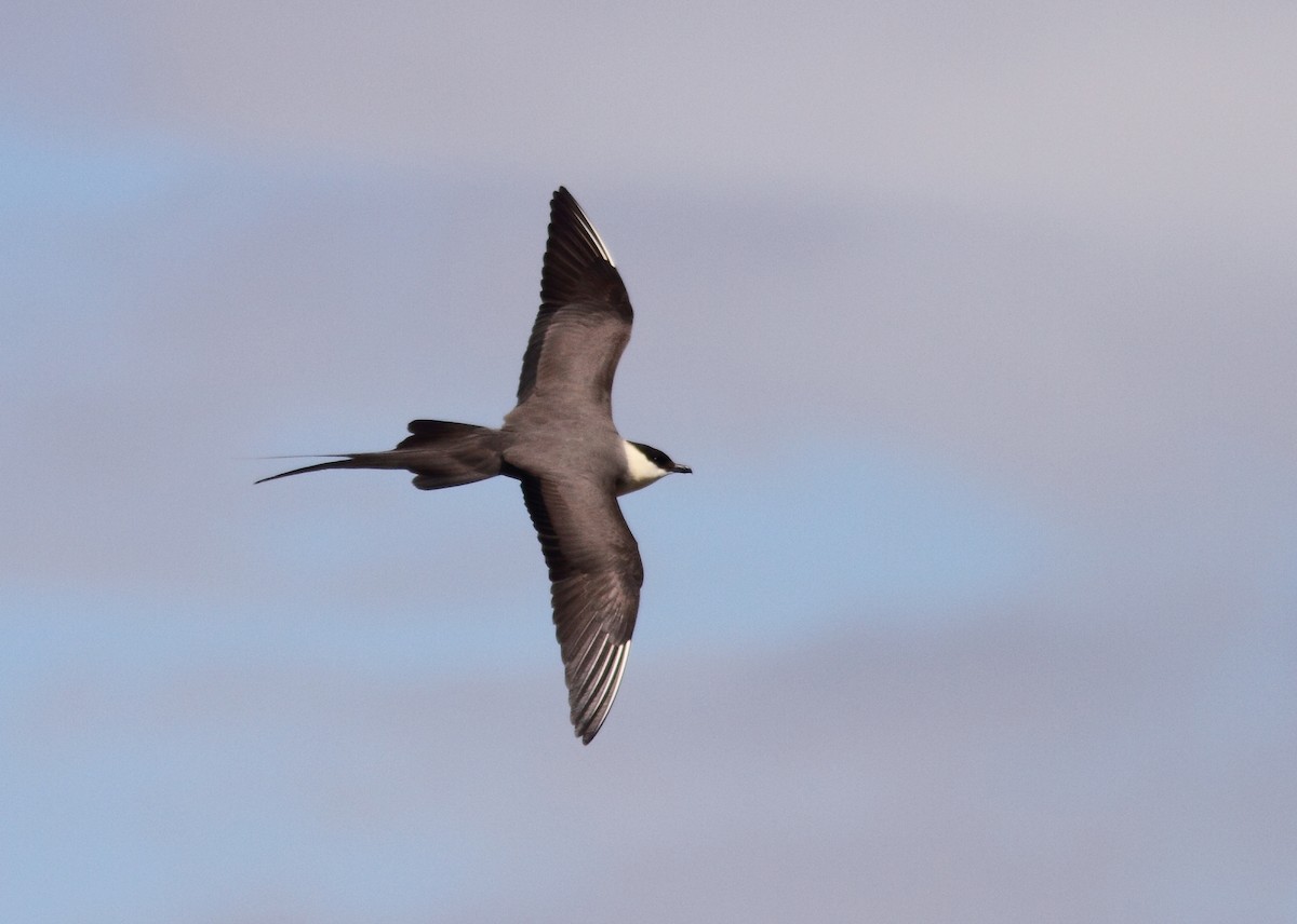 Long-tailed Jaeger - William Price