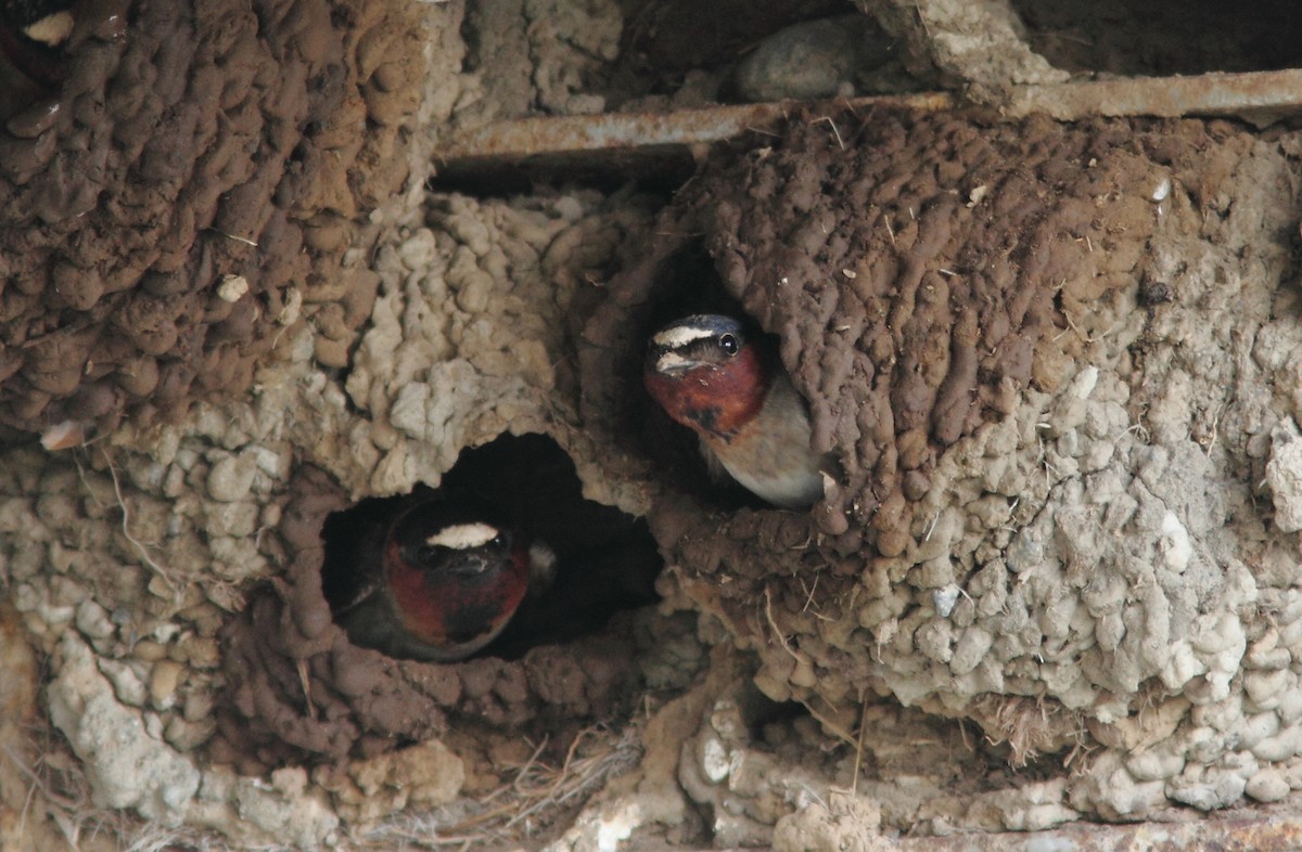 Cliff Swallow (pyrrhonota Group) - ML383764021