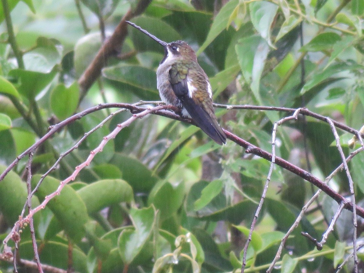 Long-billed Starthroat - David Blevins