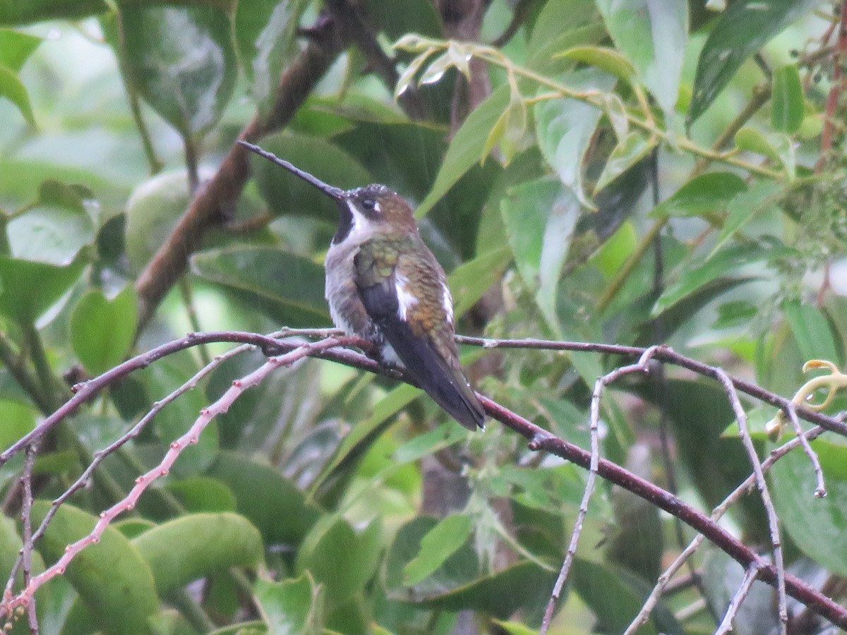 Long-billed Starthroat - David Blevins