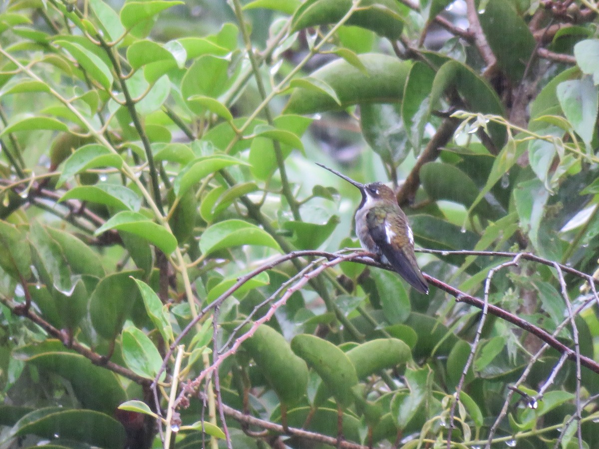 Long-billed Starthroat - ML38376501