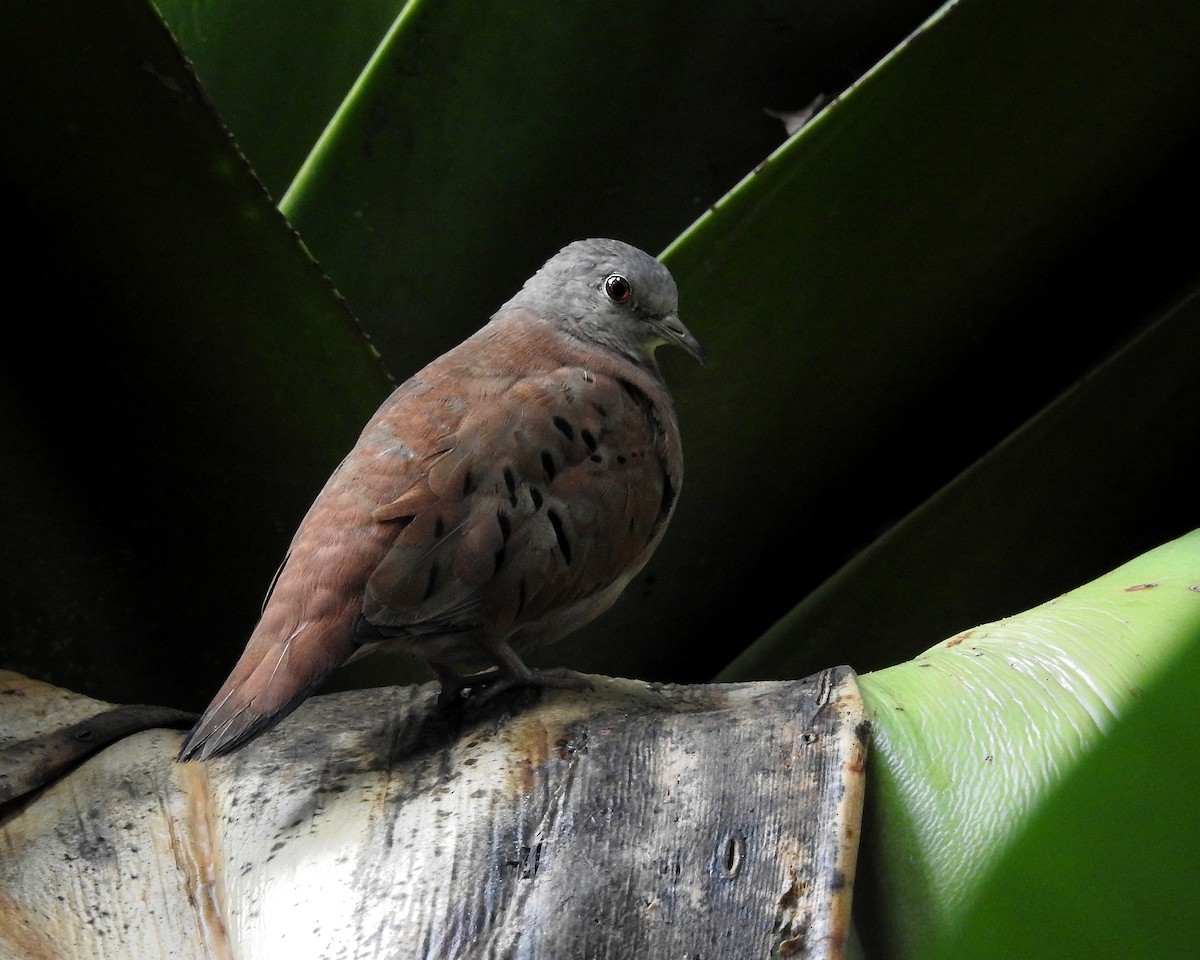 Ruddy Ground Dove - ML383765201