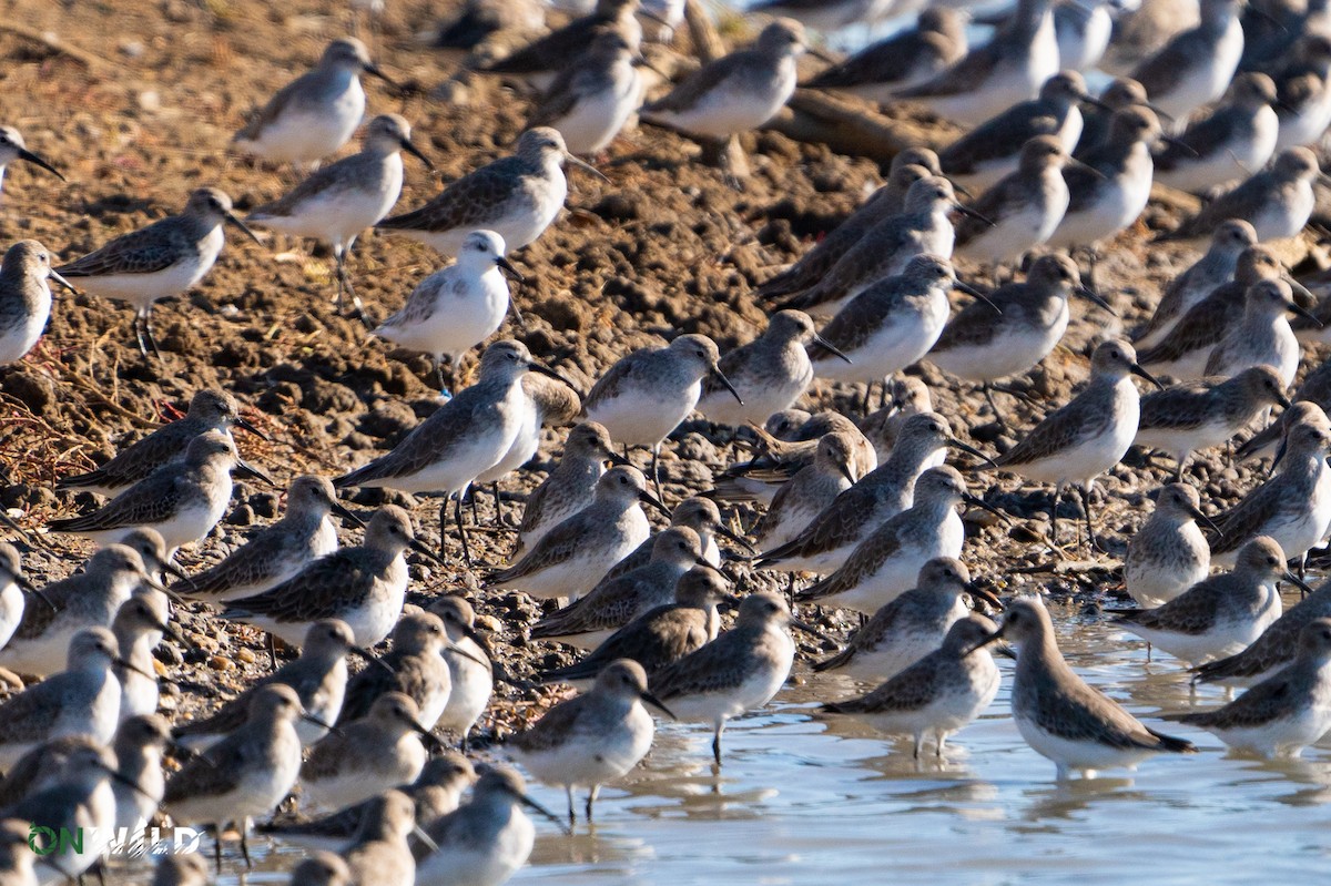 Curlew Sandpiper - ML383766811