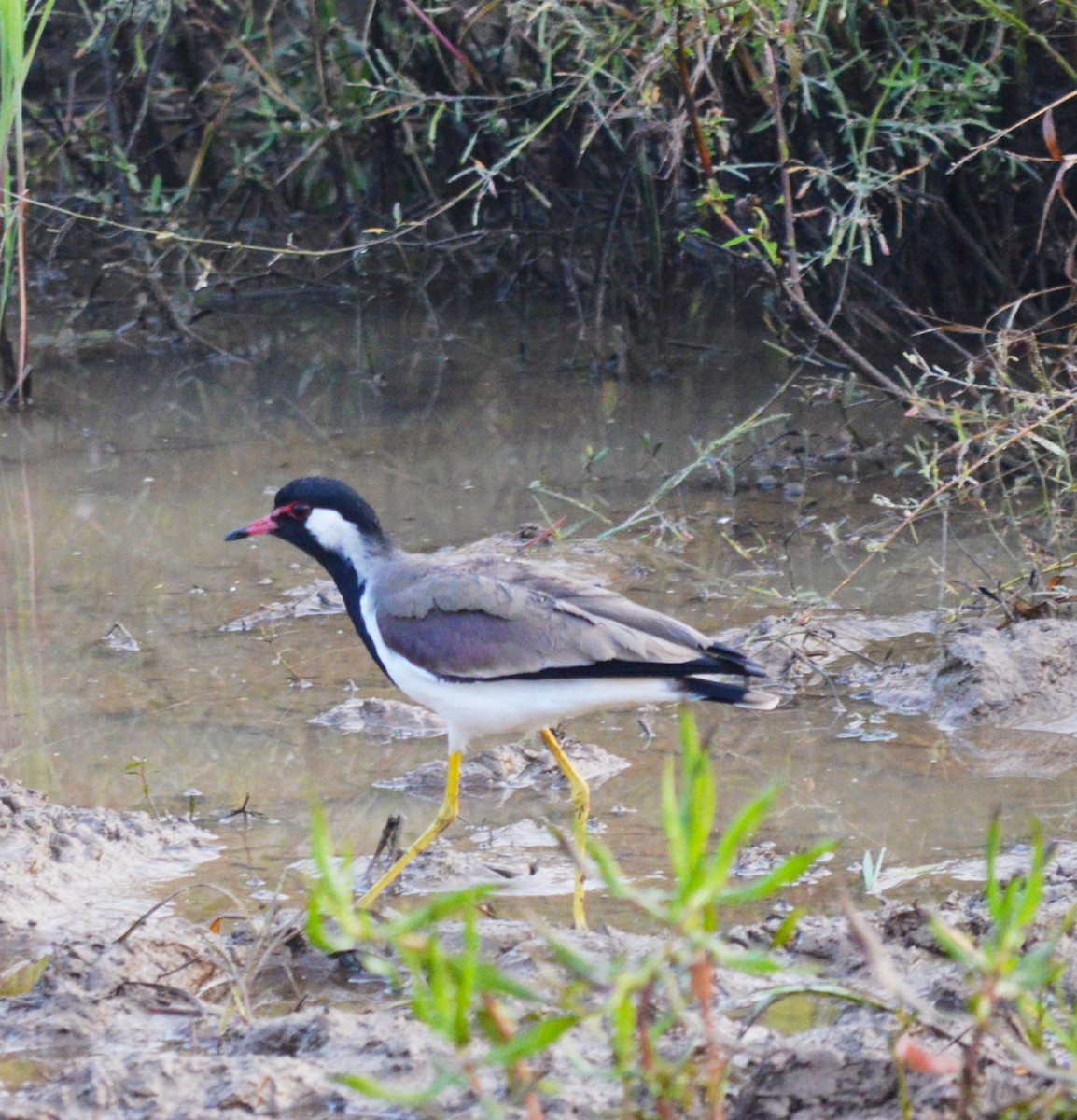 Red-wattled Lapwing - ML383767181