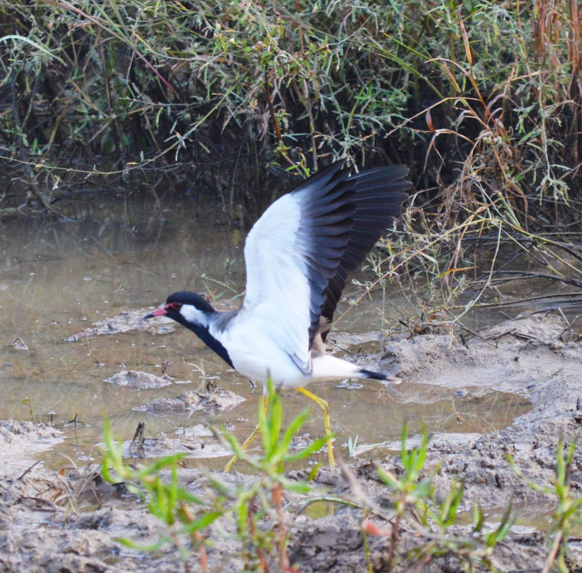 Red-wattled Lapwing - ML383767291