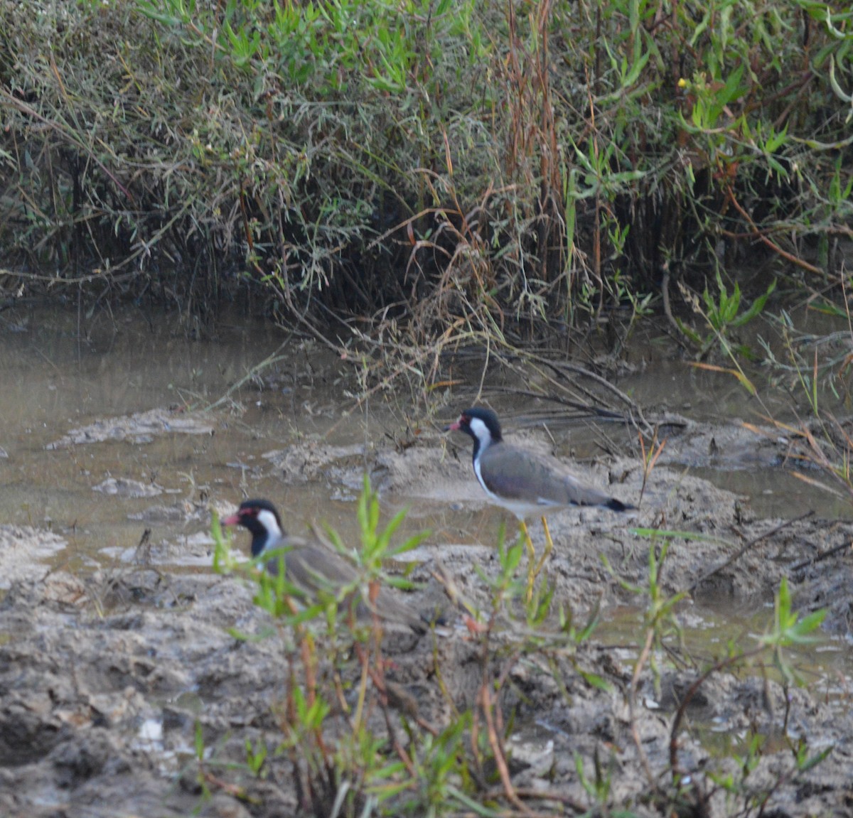 Red-wattled Lapwing - ML383767451