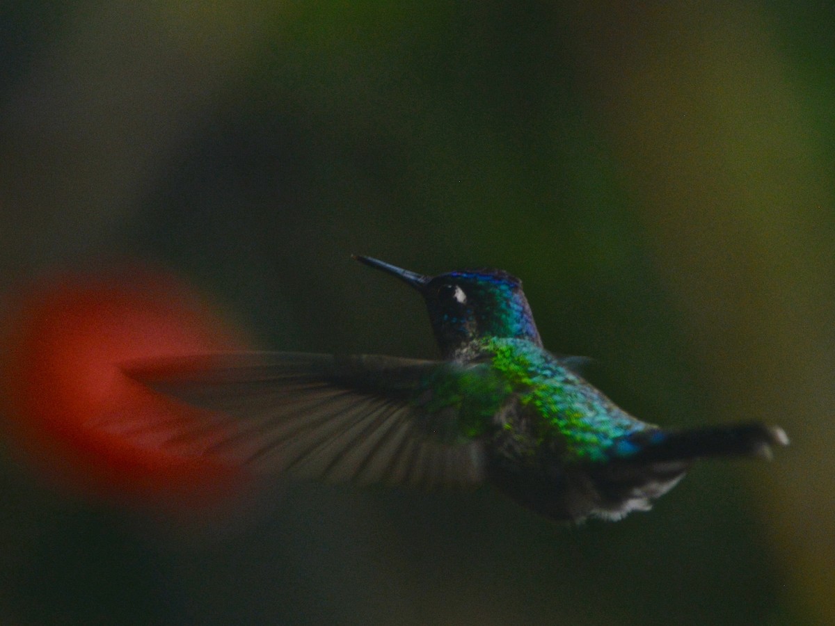 Colibrí Cabeciazul - ML38376901