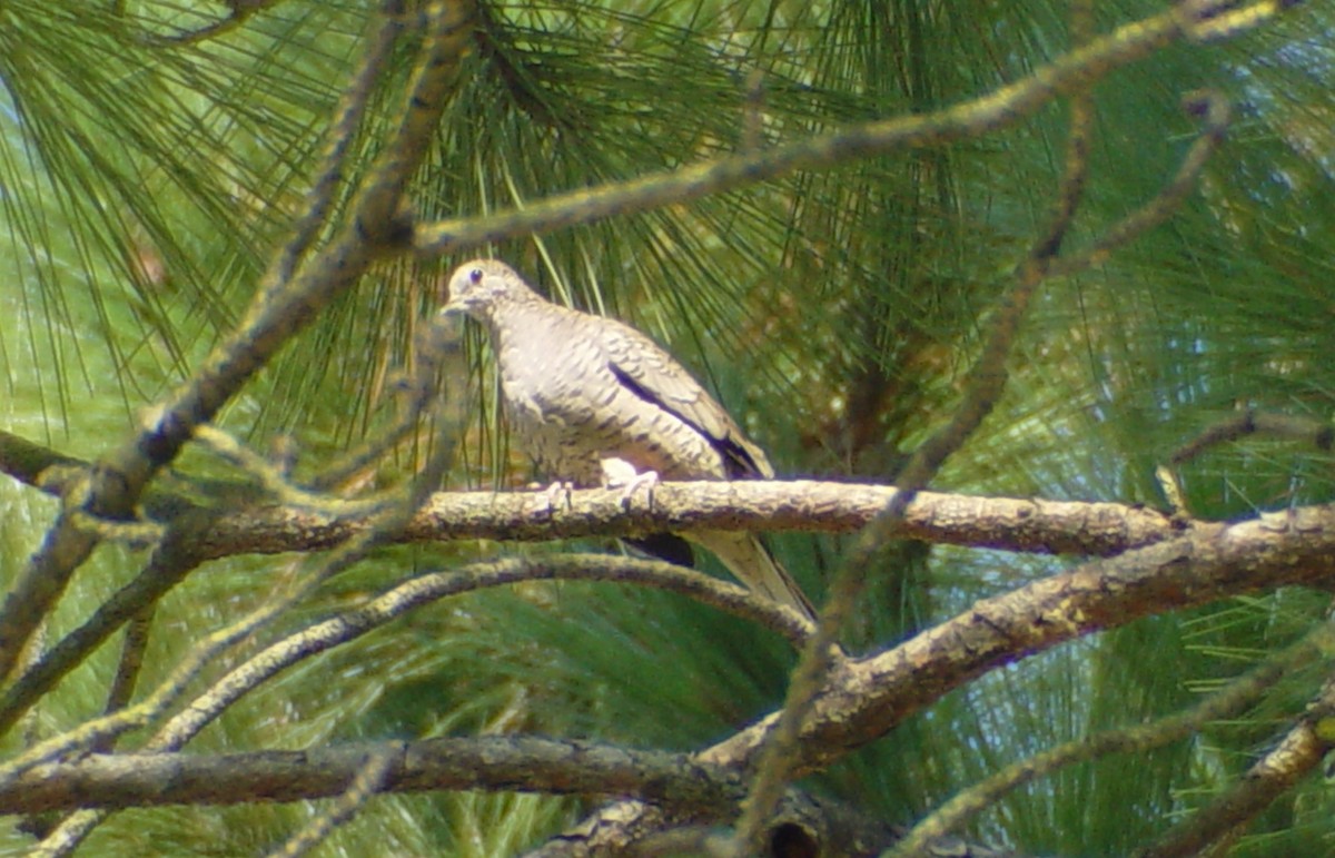 Inca Dove - ML38376911