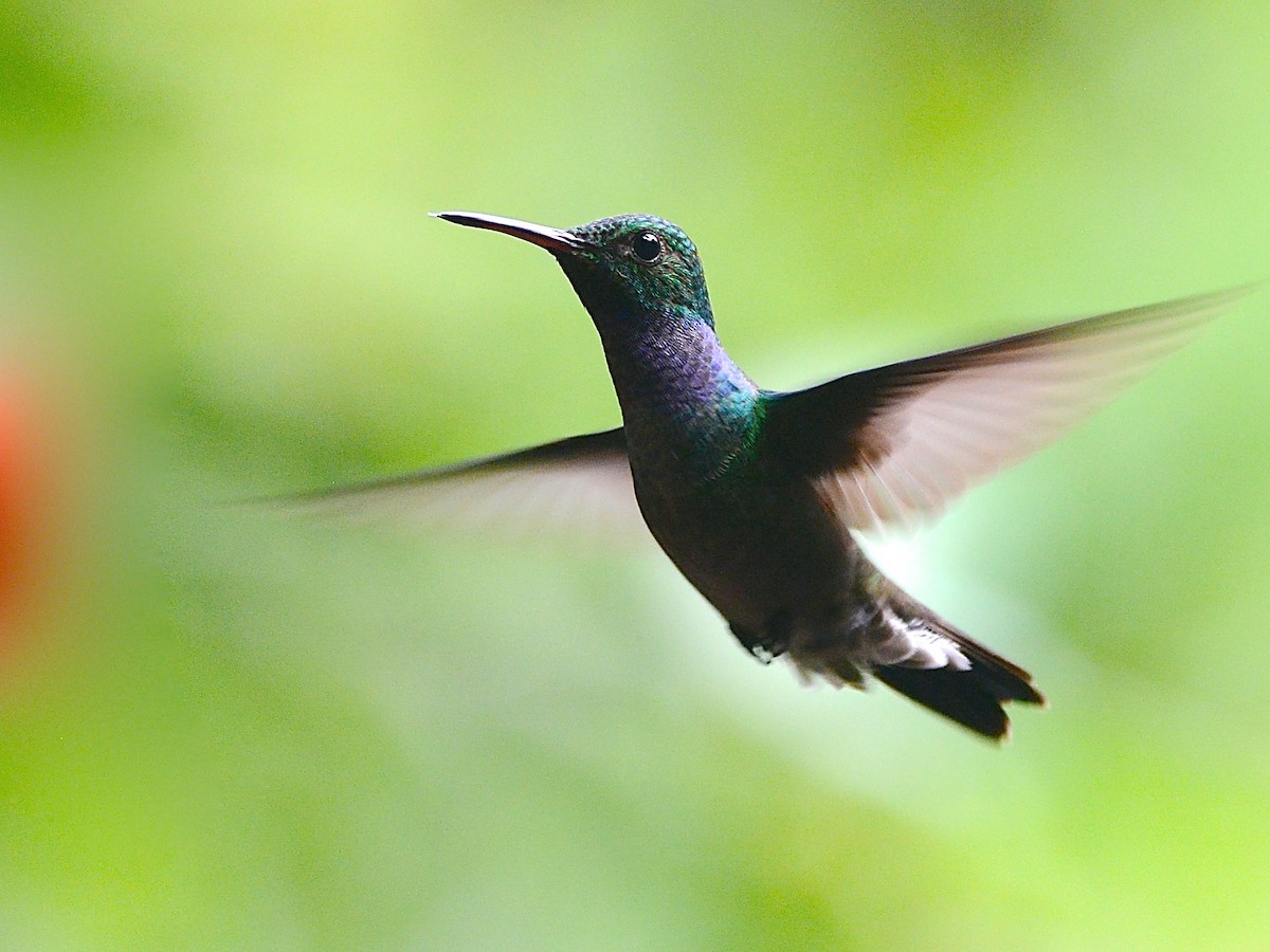 Blue-chested Hummingbird - ML38376951