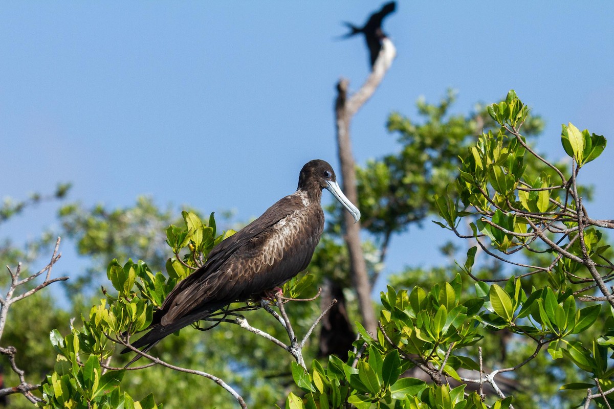 Magnificent Frigatebird - ML383771091