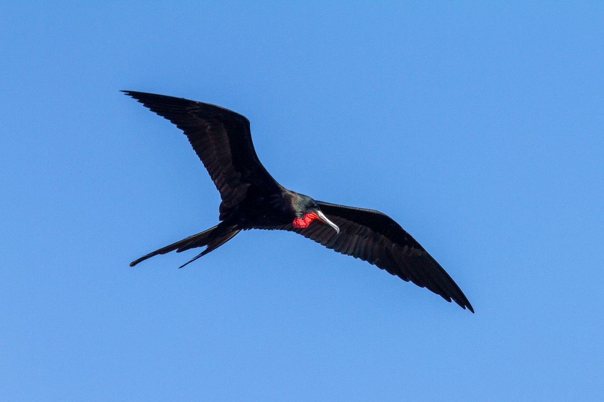 Magnificent Frigatebird - ML383771101