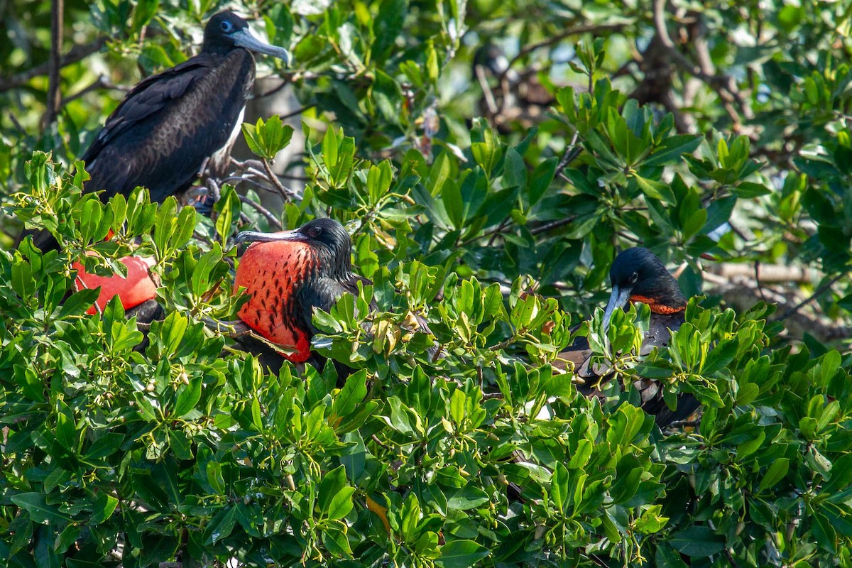 Magnificent Frigatebird - ML383771121