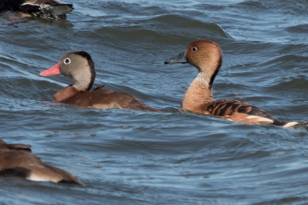 Dendrocygne fauve - ML383773541