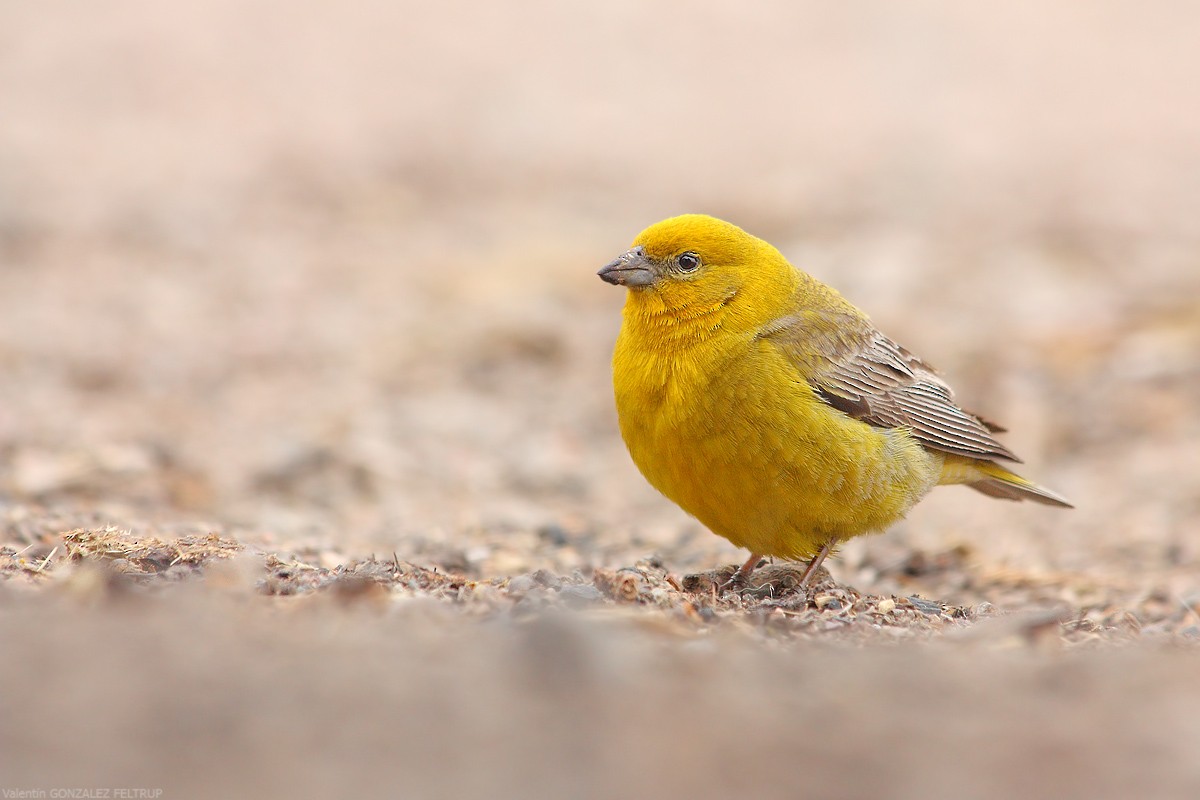 Greater Yellow-Finch - ML383774871