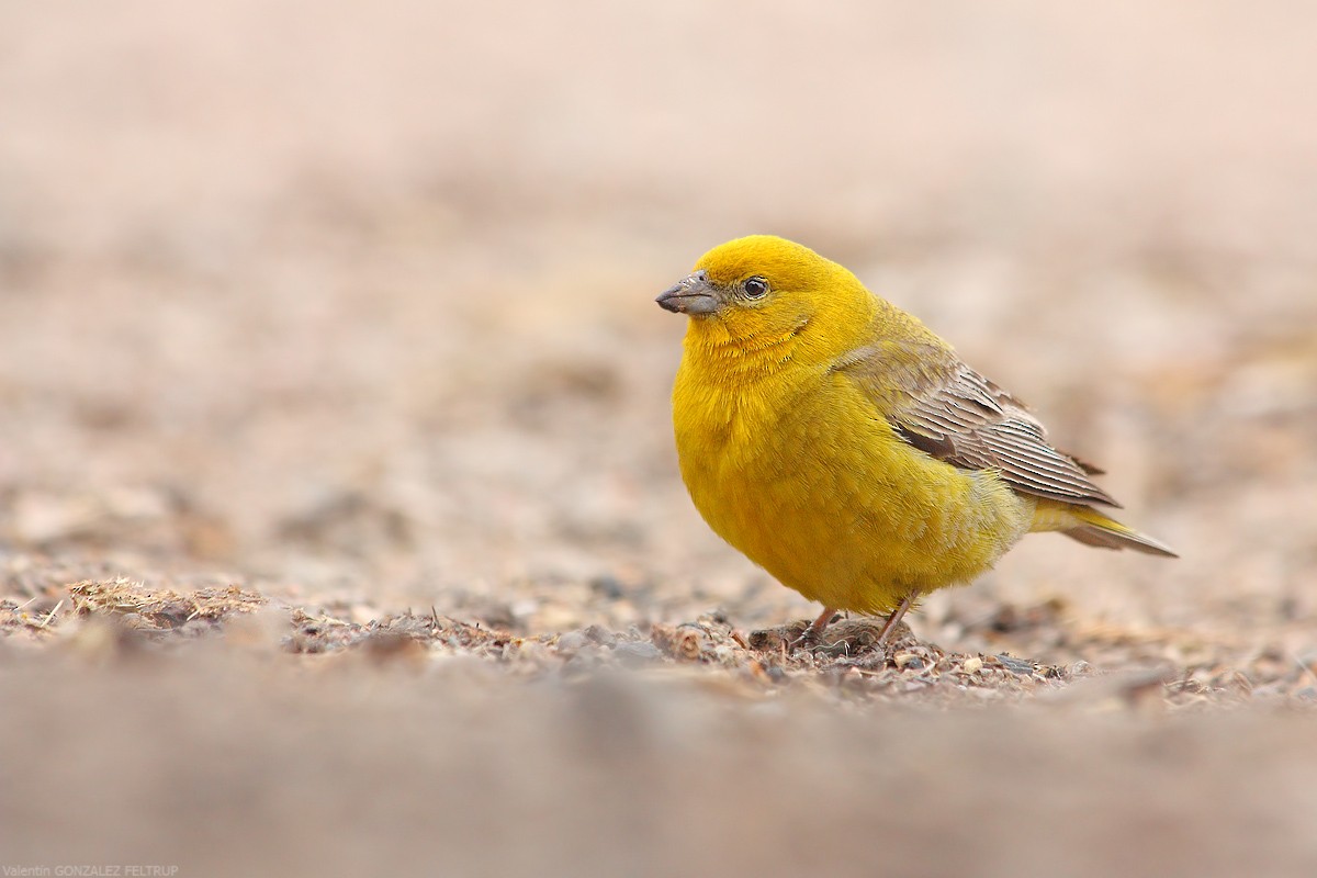 Greater Yellow-Finch - Valentín González Feltrup