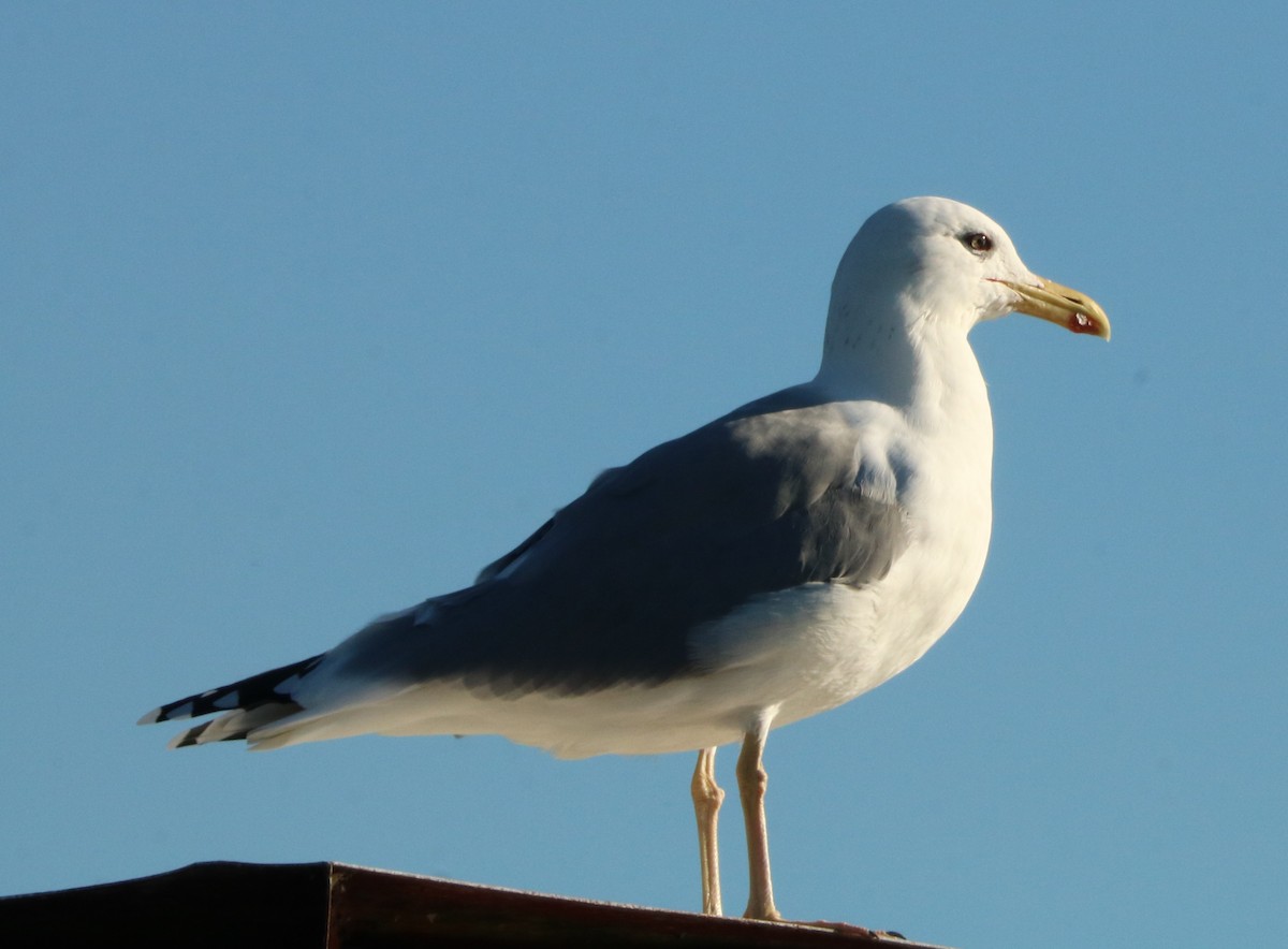 Gaviota Patiamarilla - ML383774891