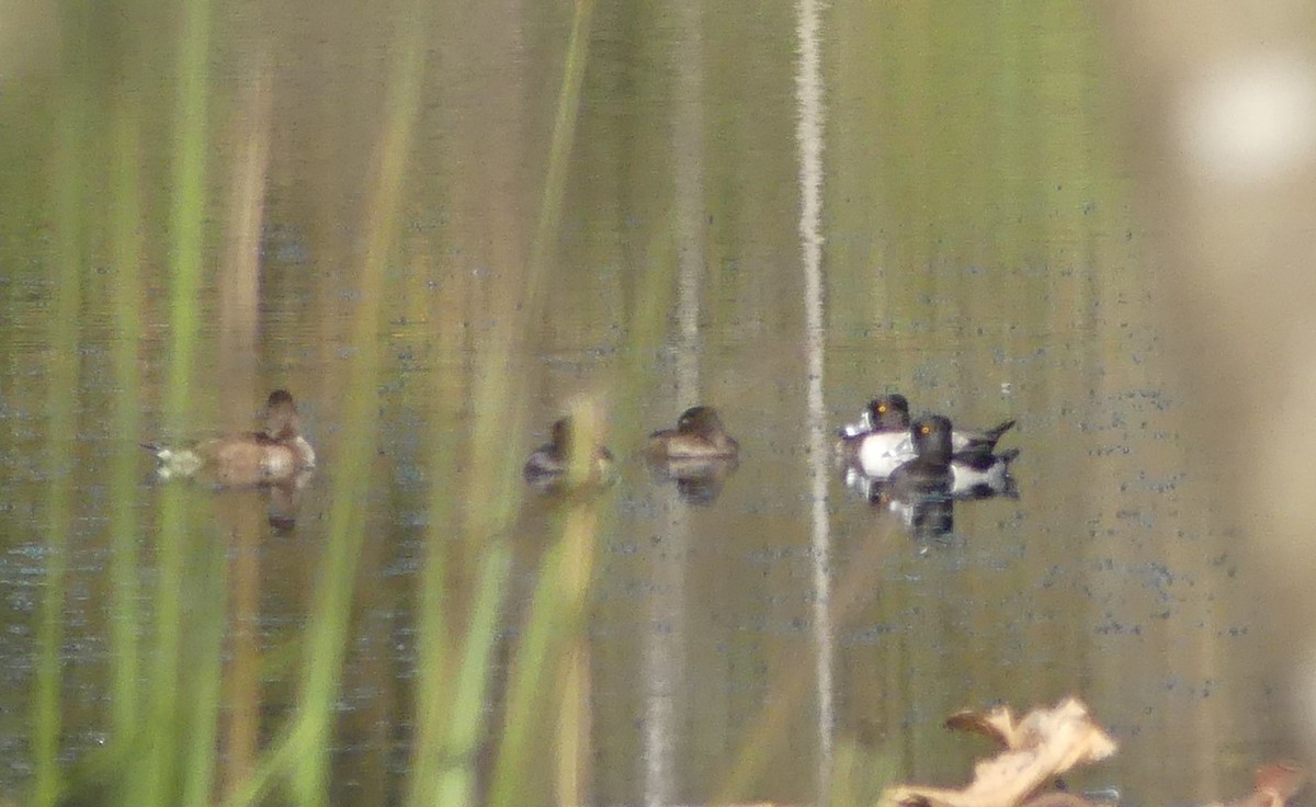 Ring-necked Duck - ML383775431