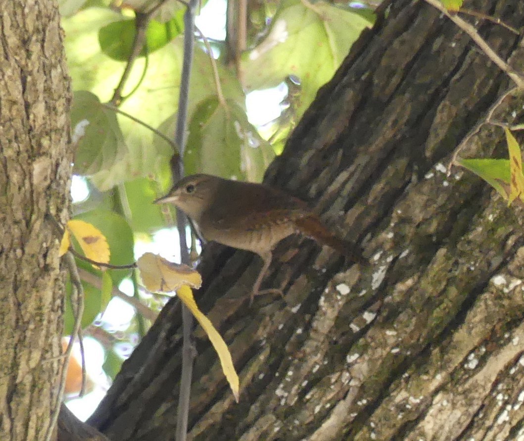 House Wren - ML383775501