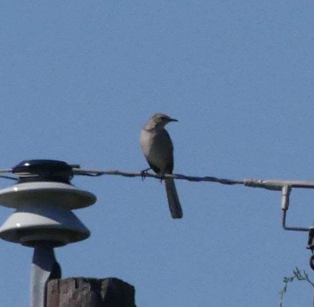 Northern Mockingbird - ML383775511