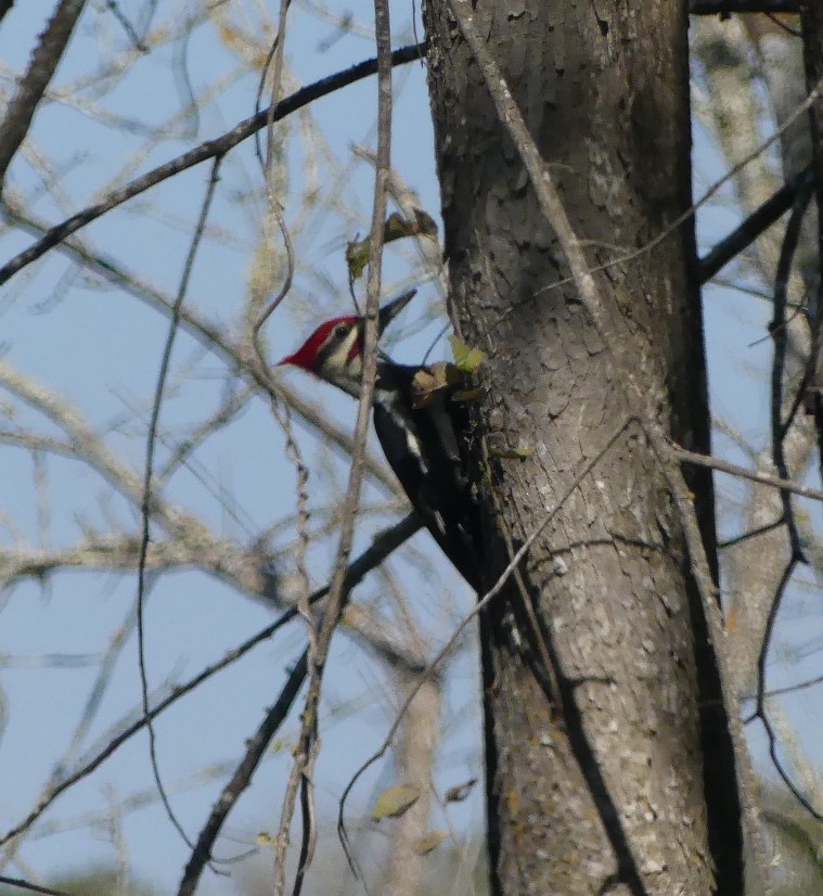 Pileated Woodpecker - ML383775531