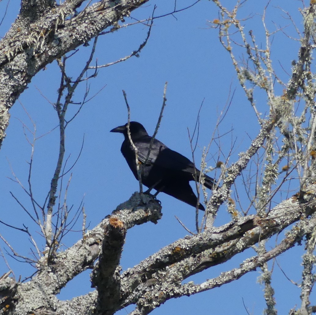 American Crow - ML383775571