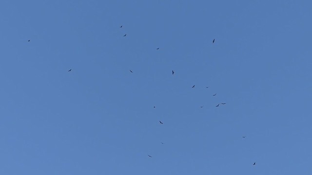 Turkey Vulture - ML383775681