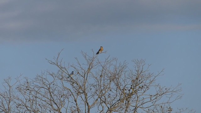 Blue Jay - ML383776981