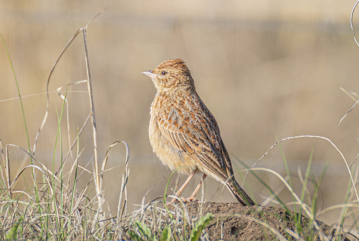 Eastern Clapper Lark - ML383777141