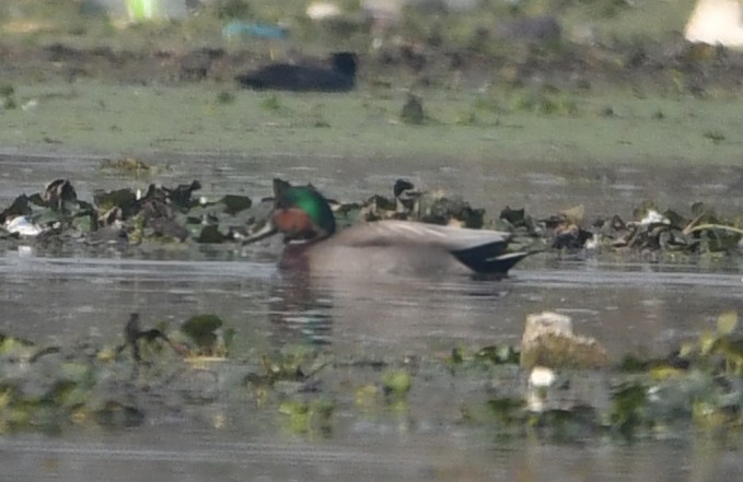 Gadwall x Mallard (hybrid) - ML383777751