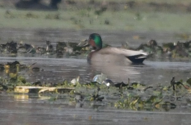 Gadwall x Mallard (hybrid) - ML383777781