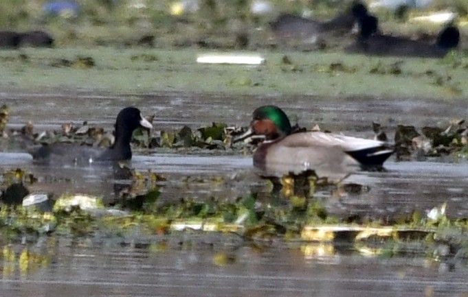 Gadwall x Mallard (hybrid) - ML383777911