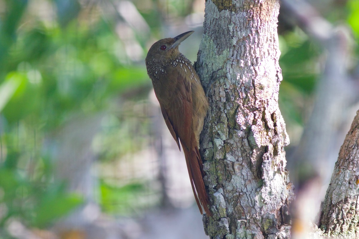 Cinnamon-throated Woodcreeper - Gabriel Leite