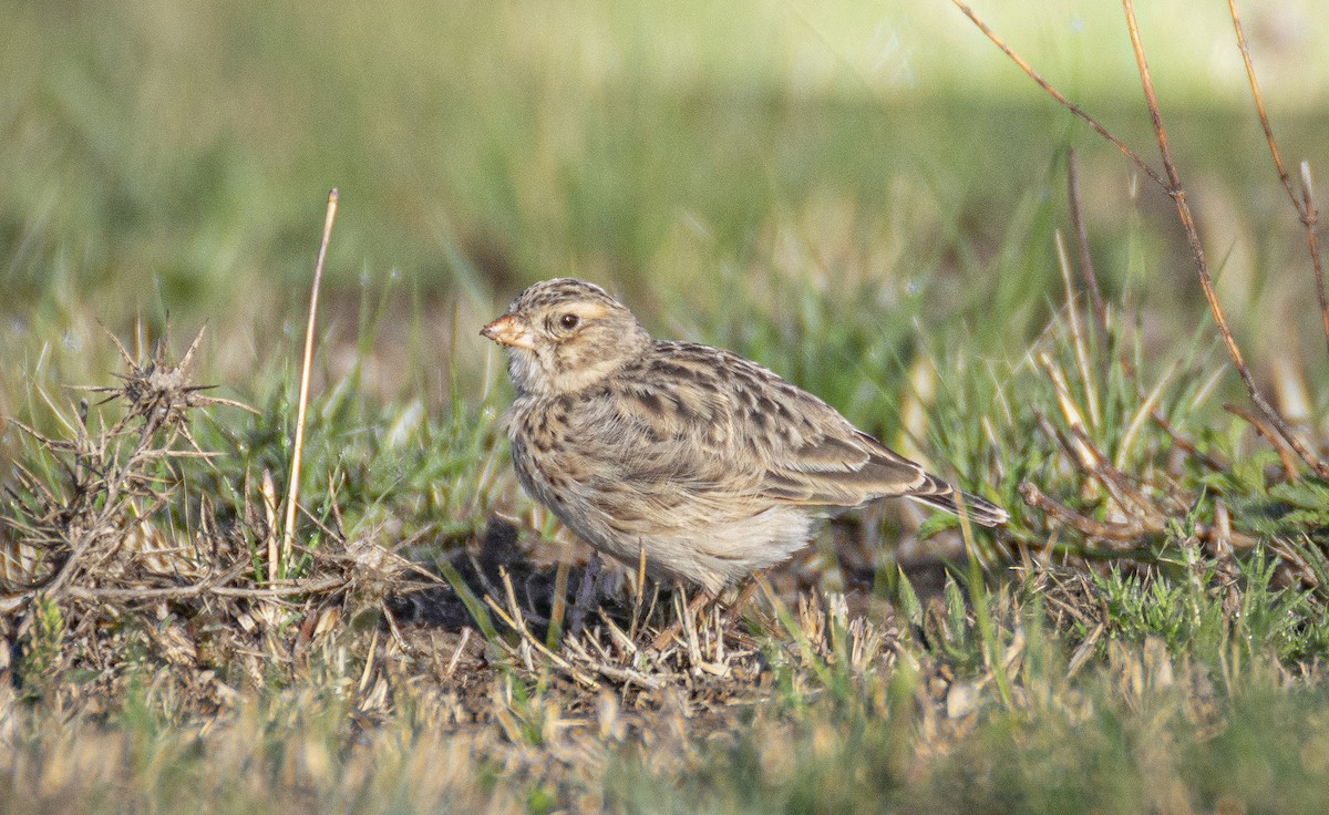 Botha's Lark - Juan van den Heever