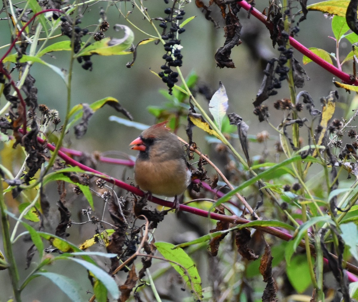 Northern Cardinal - Christy Hyman