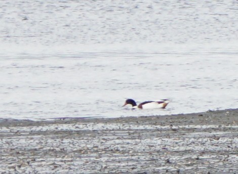 Анхидал ангир - ML383780521