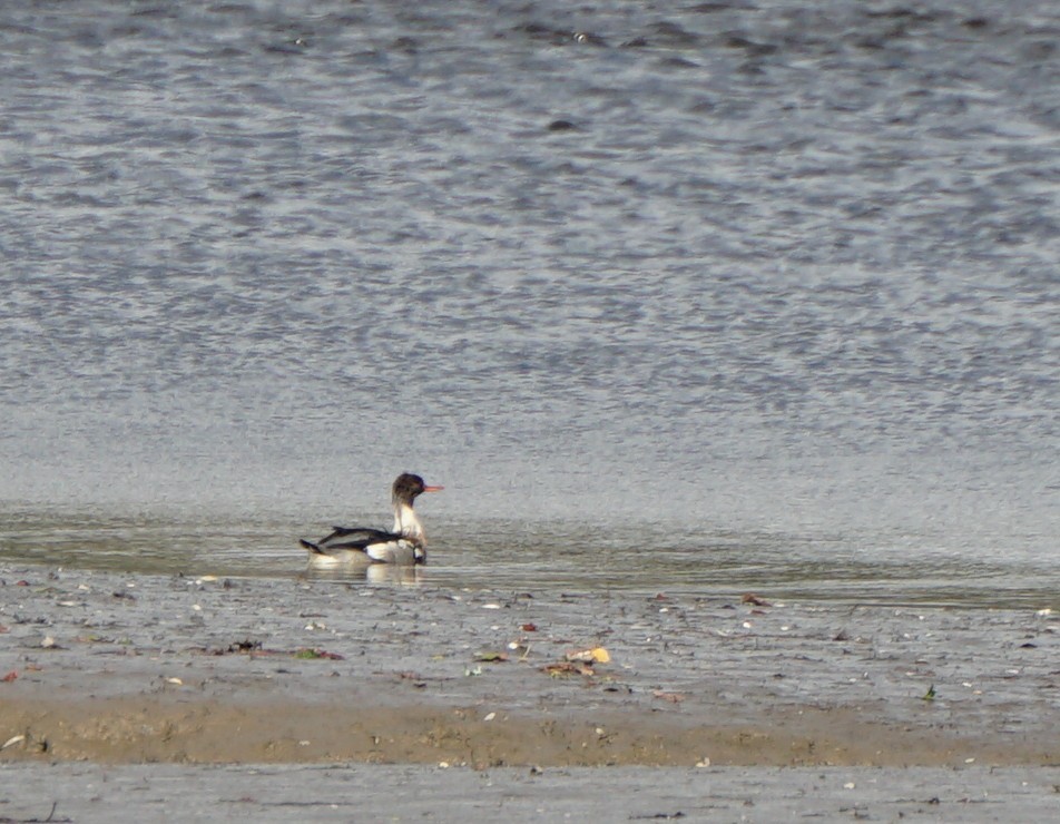 Сэвгэр бохио - ML383780541