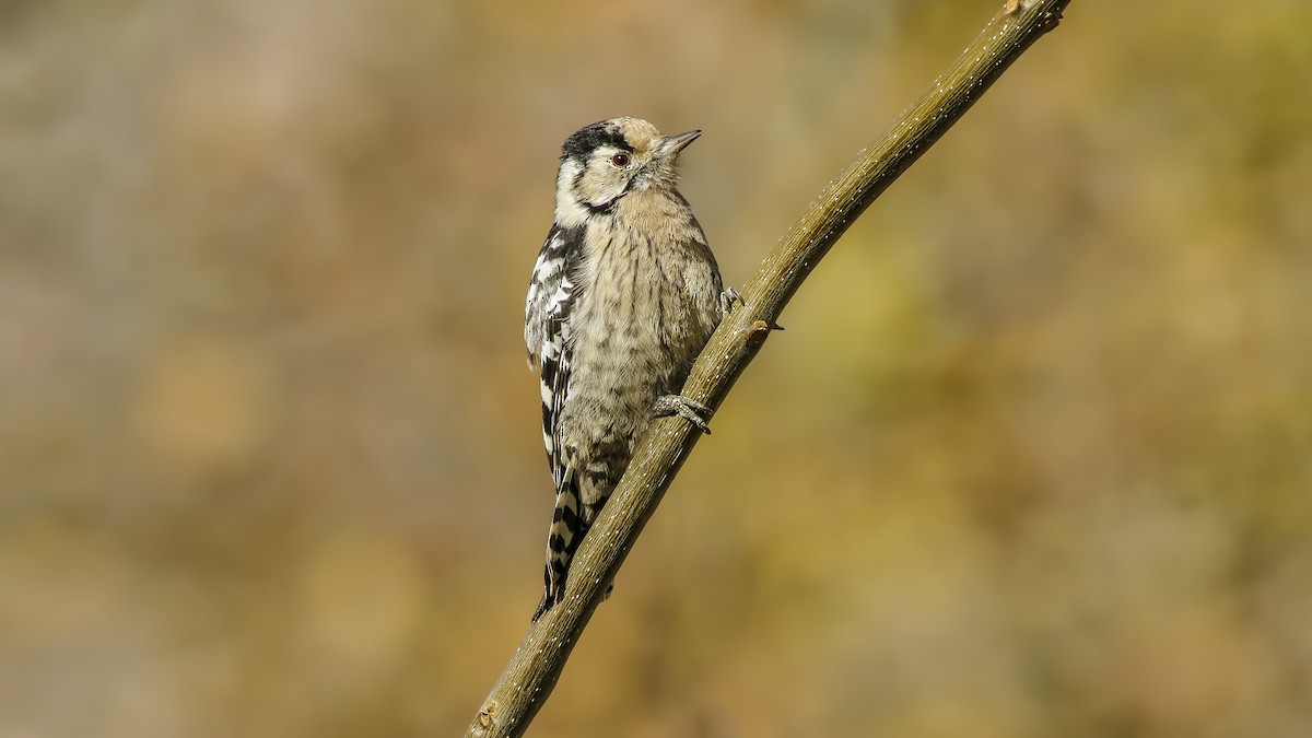Lesser Spotted Woodpecker - ML383781271