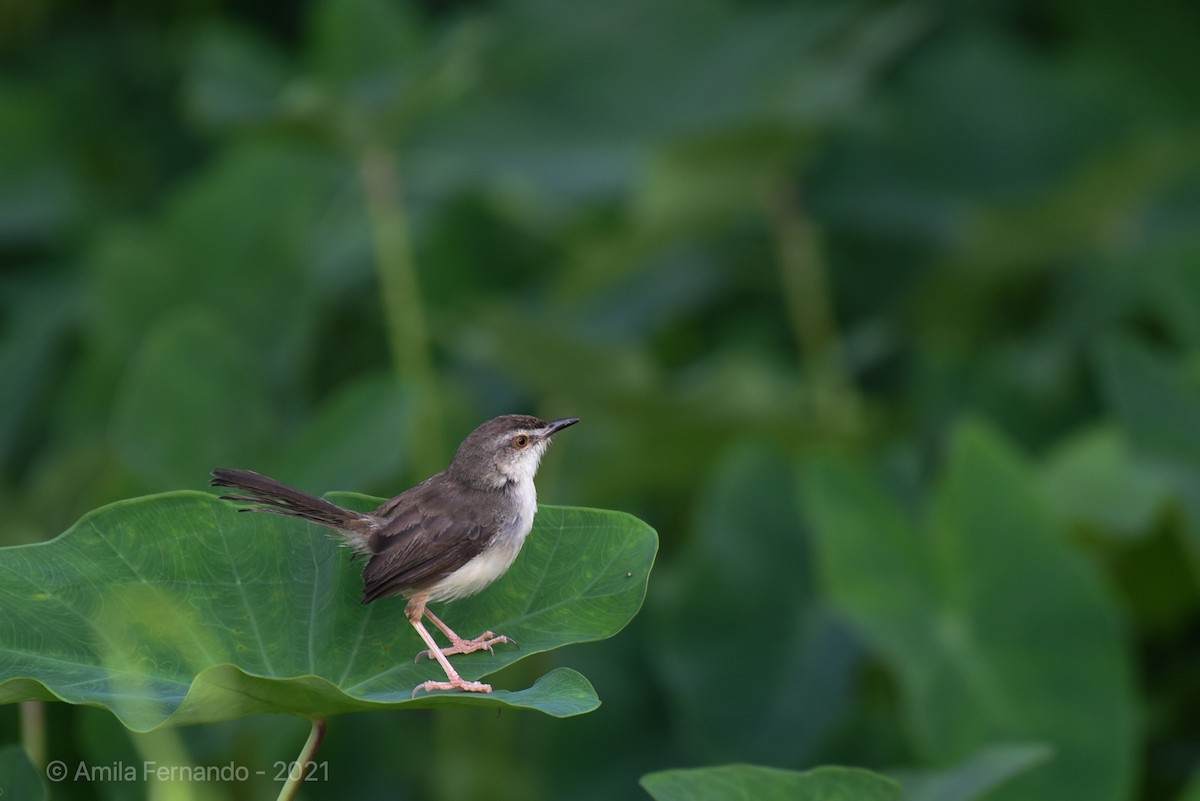 Plain Prinia - ML383781281