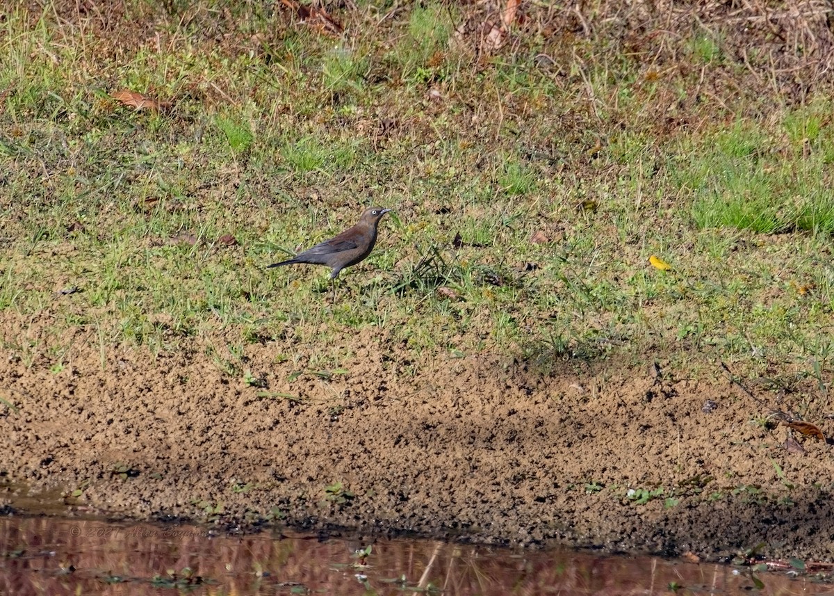 Rusty Blackbird - ML383781471