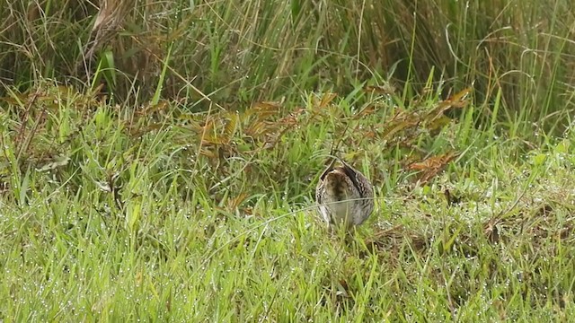 Pin-tailed Snipe - ML383782431