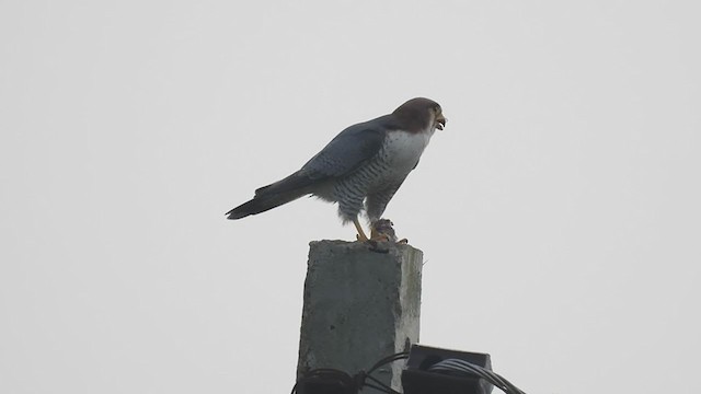 Red-necked Falcon - ML383785421